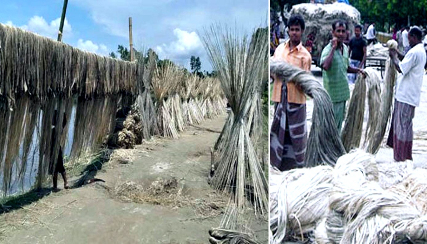 Farmers produce 6,64,970 bales of jute, getting better price