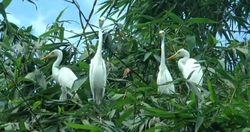 Love and care turn Nilphamari village into bird sanctuary
