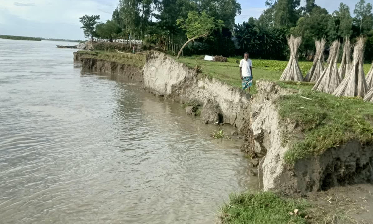 River erosion leaves 15 families homeless in Kurigram
