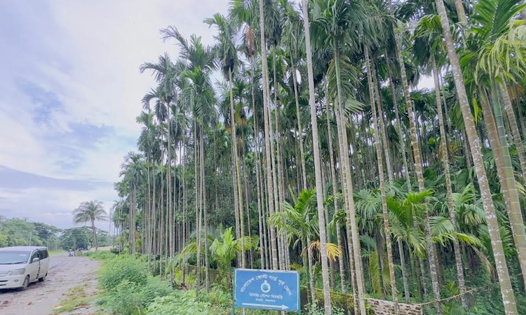 Cox's Bazar's famous betel nut being exported global markets