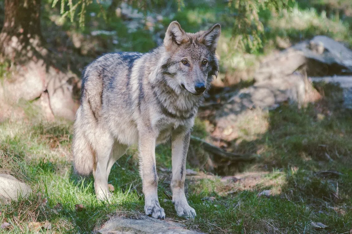  Trump again seeks to remove protections for wolves