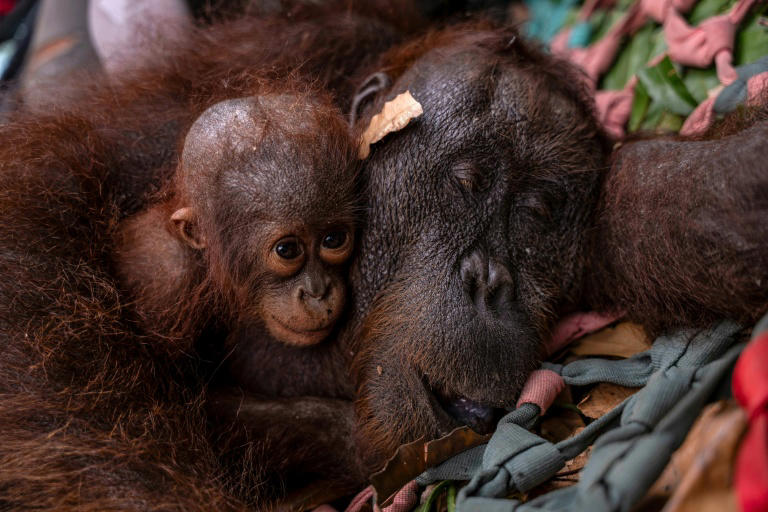 Indonesia rescues second orangutan mother and baby from wildfire