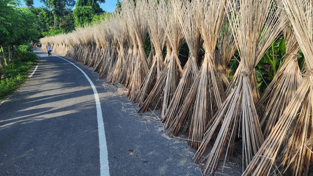 Jute sticks emerge as new source of income for farmers in Meherpur