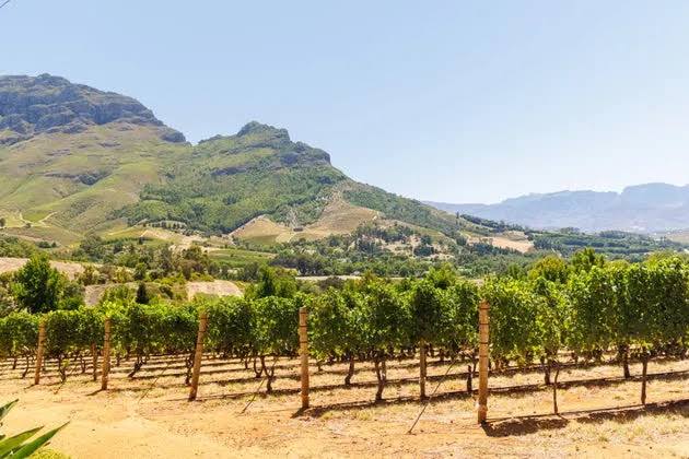Scorching summer pushes French wine harvest to new historic low