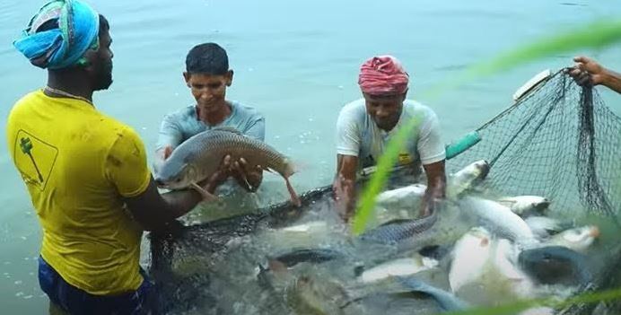 Bangladesh witnesses revolution in fish farming amid fall in natural production