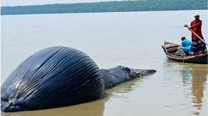 Dead whale washes ashore on Barguna coast