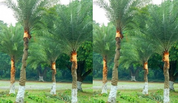āĻā§āĻā§āϰ āĻāĻžāĻ āĻĒāϰāĻŋāĻāϰā§āϝāĻžā§ āĻŦā§āϝāϏā§āϤ āĻā§āĻŽāĻŋāϞā§āϞāĻžāϰ āĻāĻžāĻāĻŋāϰāĻž | āĻā§āĻā§āϰ āĻāĻžāĻ āĻĒāϰāĻŋāĻāϰā§āϝāĻžā§ āĻŦā§āϝāϏā§āϤ āĻā§āĻŽāĻŋāϞā§āϞāĻžāϰ āĻāĻžāĻāĻŋāϰāĻž |