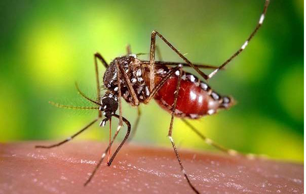 গত ২৪ ঘন্টায় ঢাকায় নতুন রোগী ভর্তি ১১ জন