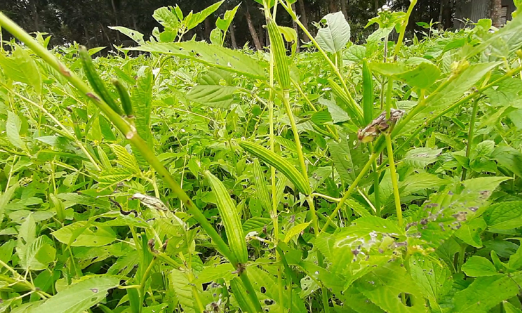 কৃষকের হাতে পাট বীজ সত্তা সংরক্ষণে কাজ করছে শরীয়তপুর কৃষি বিভাগ | জাতীয় | বাংলাদেশ সংবাদ সংস্থা (বাসস)