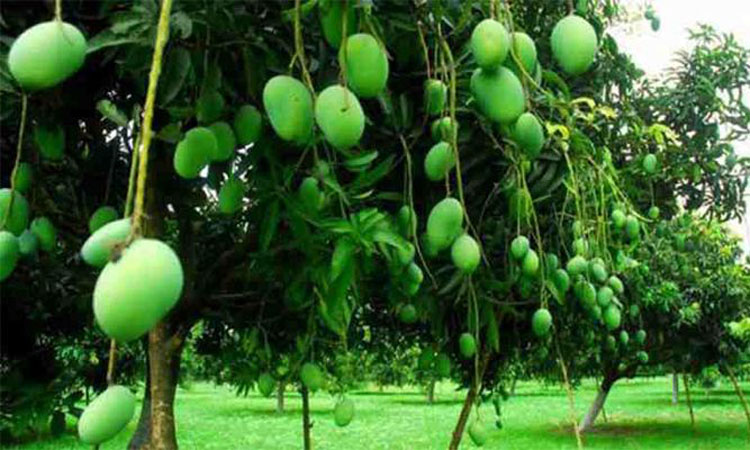 কুমিল্লায় মোস্তাক-কনক দম্পতির শখের ফল বাগানে দর্শনার্থীর ভীড় | জাতীয় |  বাংলাদেশ সংবাদ সংস্থা (বাসস)