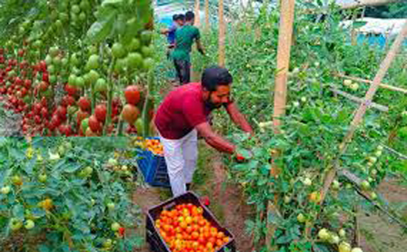 Kokraklar Sut xola porno