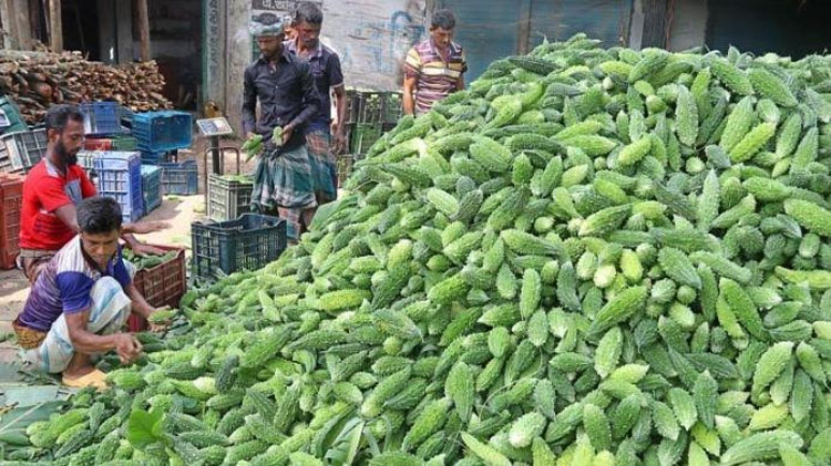 কুমিল্লায় করলার ফলন ভালো হওয়ায় কৃষকরা খুশি