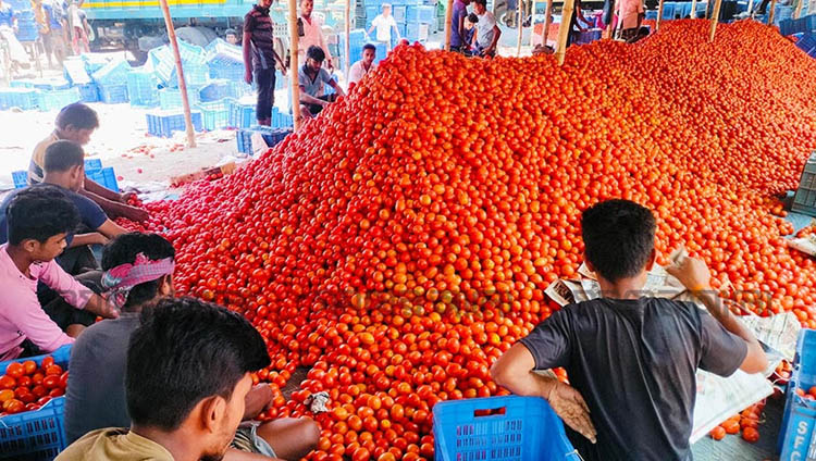 দিনাজপুরে গ্রীষ্মকালীন টমেটোর বাম্পার ফলন