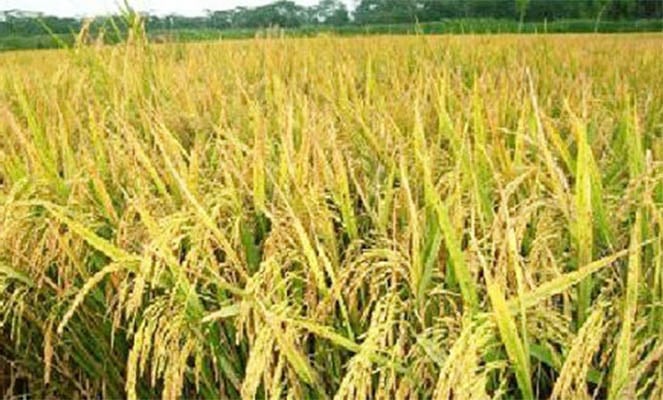 পিরোজপুরে আউশ চাষ বৃদ্ধি পাচ্ছে
