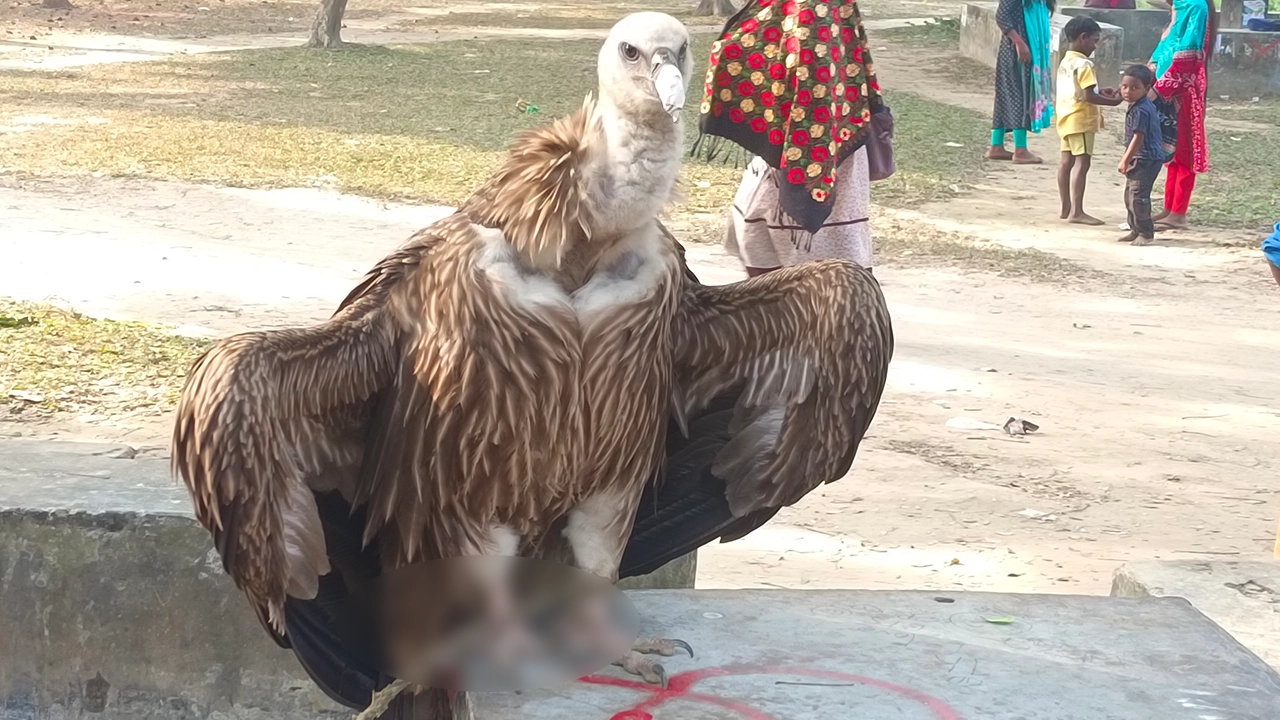 কুড়িগ্রাম ও গাইবান্ধায় ৩টি শকুন উদ্ধার 