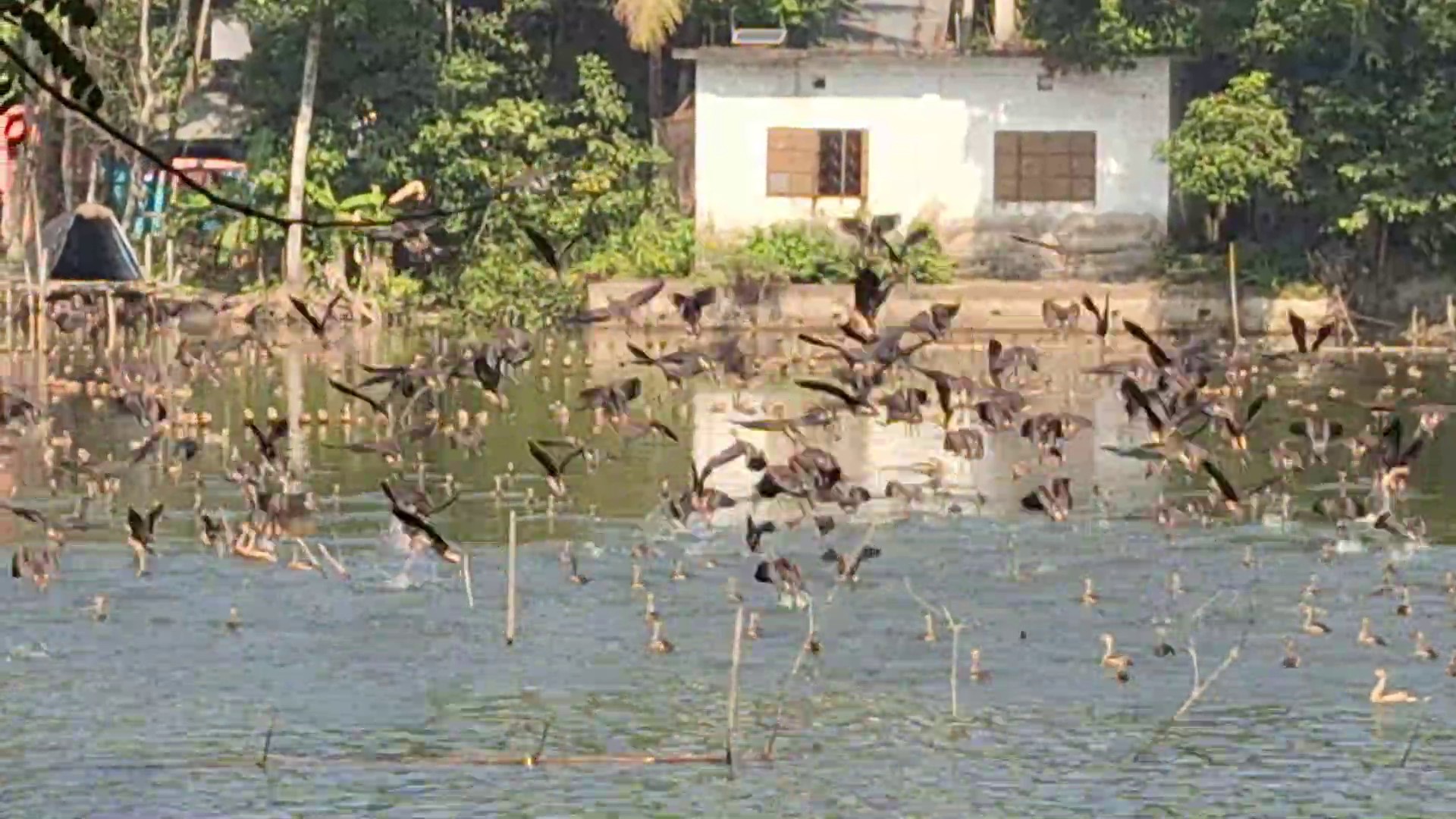 লক্ষ্মীপুরে অতিথি পাখির বিচরণে মুখরিত জনেশ্বর দিঘি 