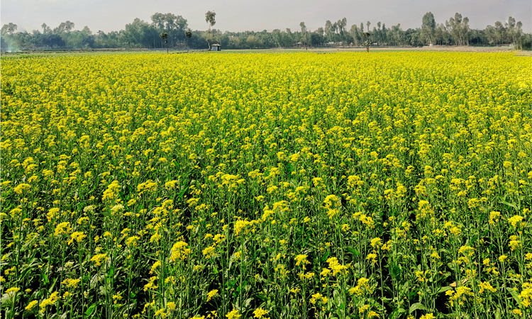 লালমনিরহাটে হলুদ সরিষা ফুলে ভরা ফসলের মাঠ 