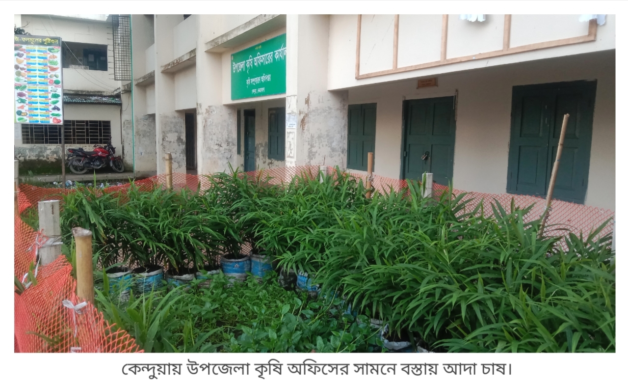কেন্দুয়ায় বস্তায় আদা চাষে আগ্রহী হয়ে উঠছেন কৃষকরা