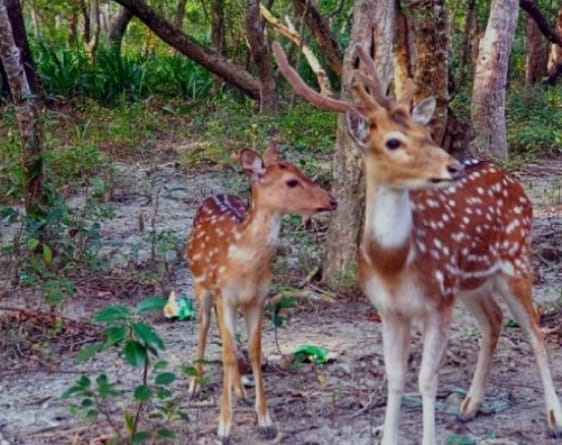 সুন্দরবনে গোপনে হরিণ শিকার বাড়ছে