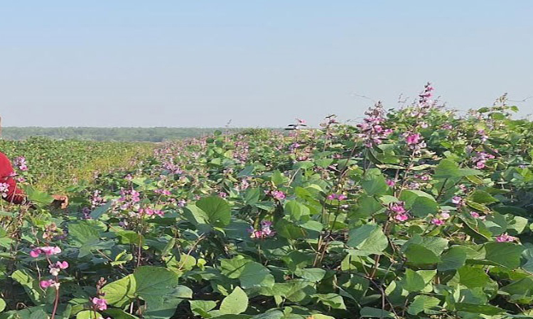 বরগুনার সওদাগর পাড়া এখন সবজির গ্রাম