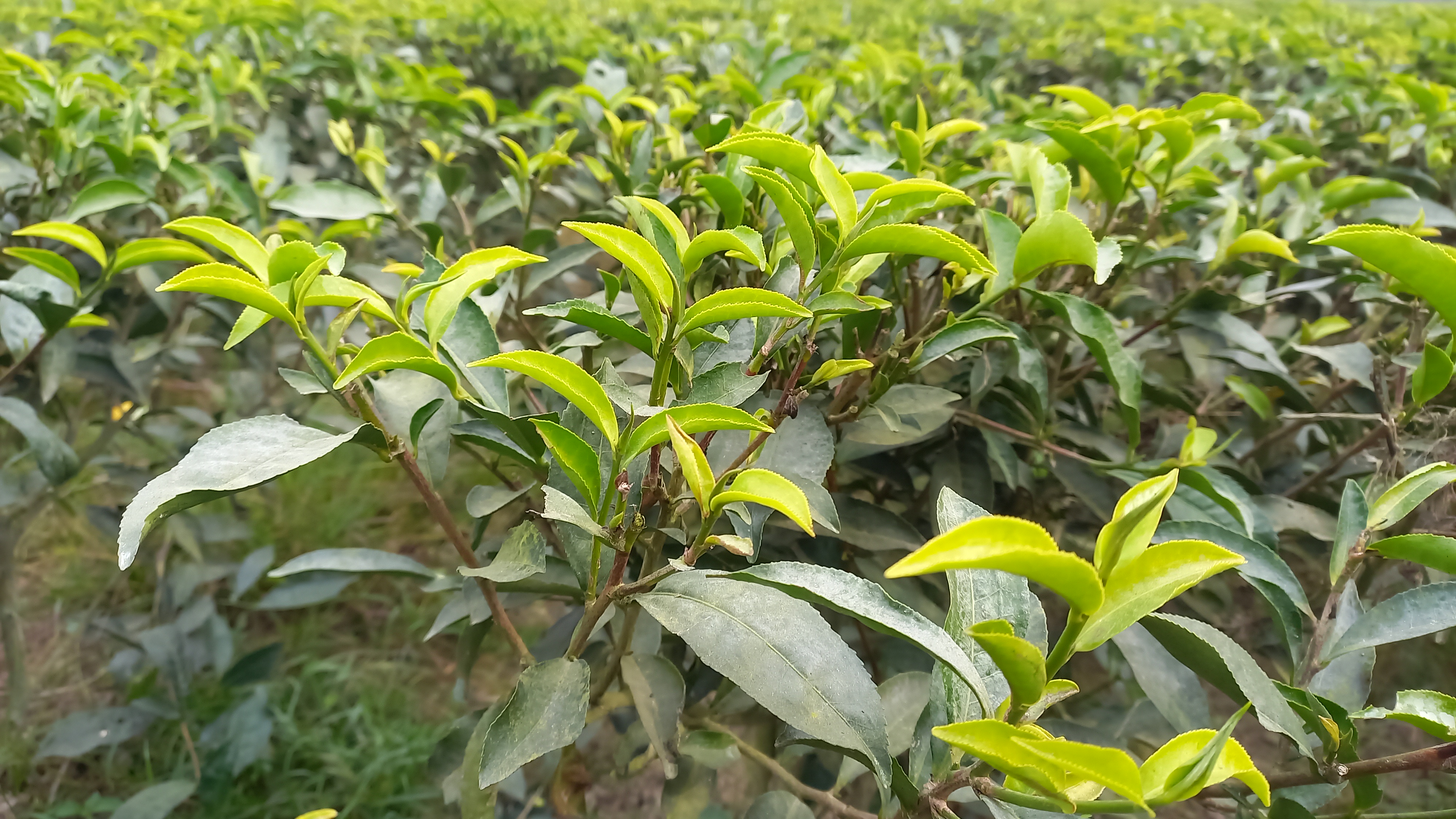 পঞ্চগড়ের সব চা কারখানা দুই মাস বন্ধ থাকবে