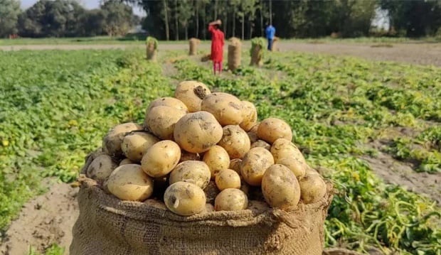 লালমনিরহাটে  রেকর্ড সংখ্যক আগাম জাতের আলু চাষ