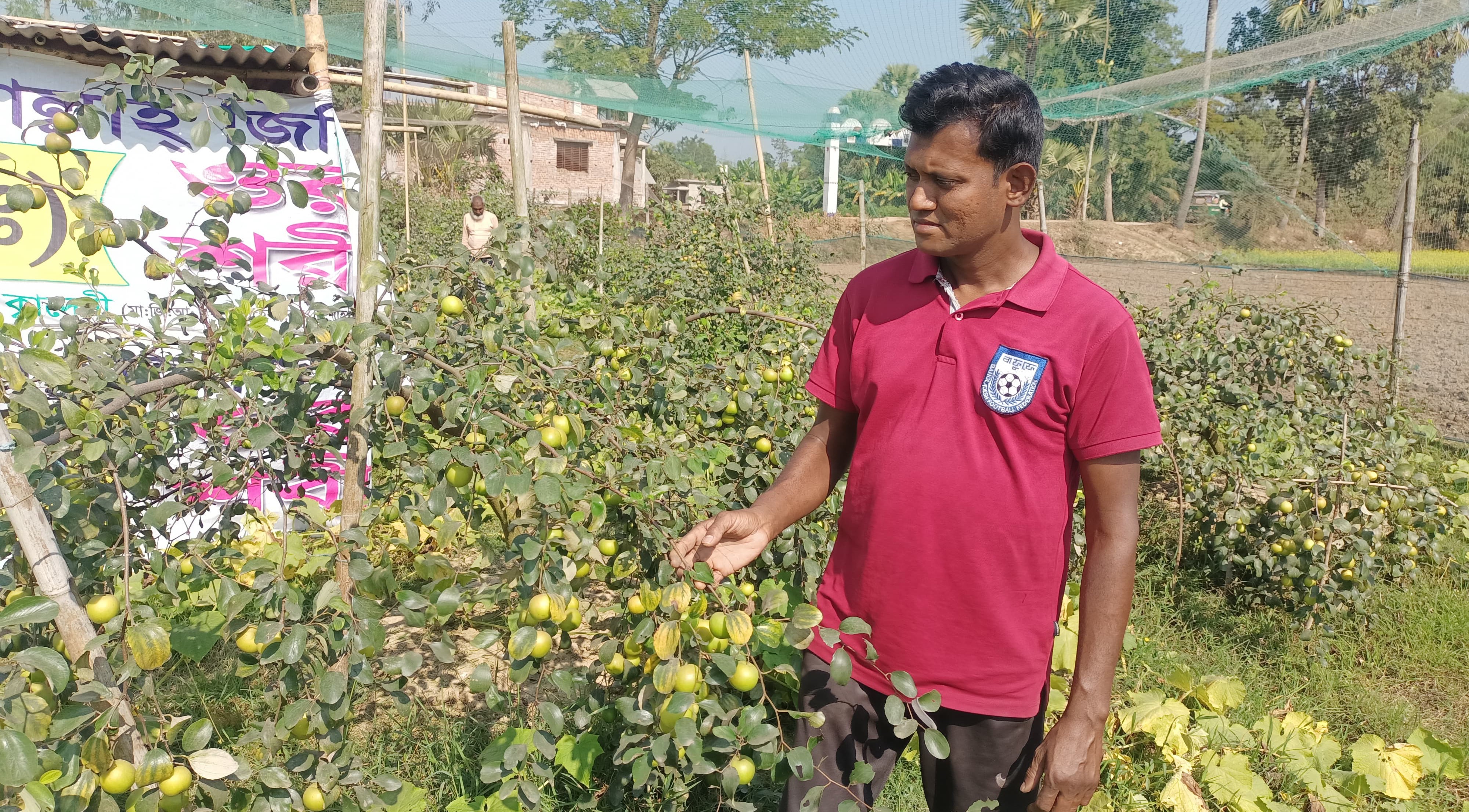 প্রবাস জীবনে ব্যর্থ হলেও বরই চাষে সফল কুমিল্লার সুমন