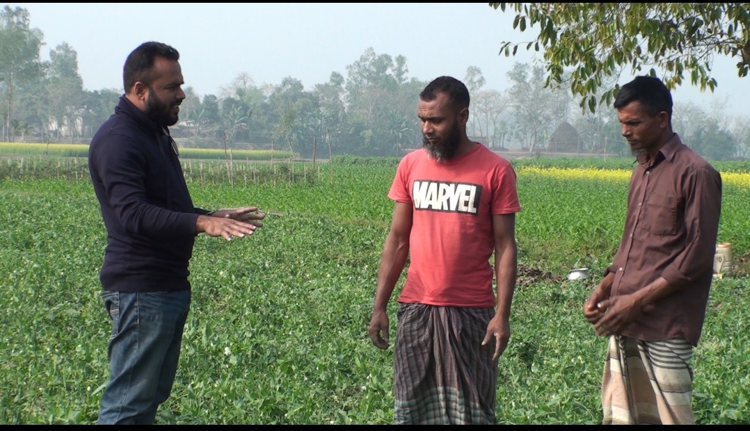 শেরপুরে মটরশুঁটি চাষে আগ্রহ বাড়ছে কৃষকদের