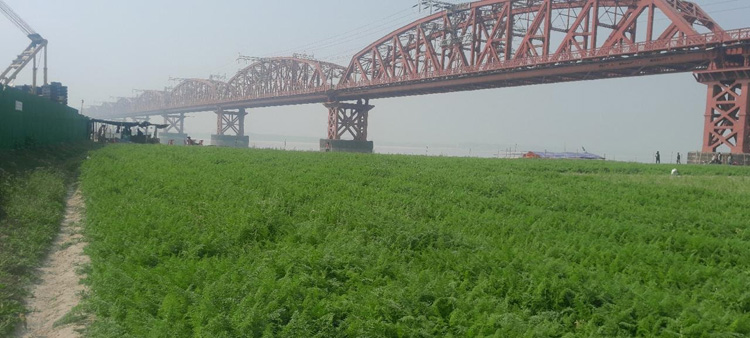 হার্ডিঞ্জ ব্রিজের নিচে পদ্মা শুকিয়ে চলছে চাষাবাদ, বাড়ছে গাজর আবাদ