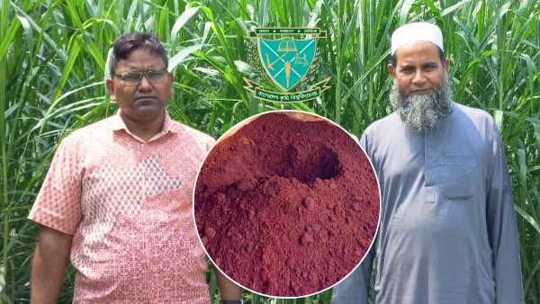 লেয়ার মুরগির বিষ্ঠা থেকে উন্নতমানের কম্পোস্ট সার তৈরি