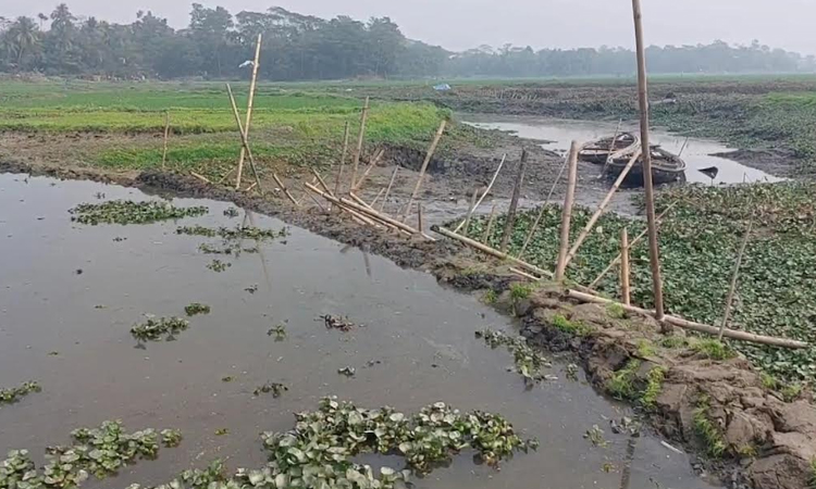 চাঁদপুরে নদীতে বাঁধ দিয়ে মাছ শিকার : পানি সংকটে হাজারো কৃষকের 