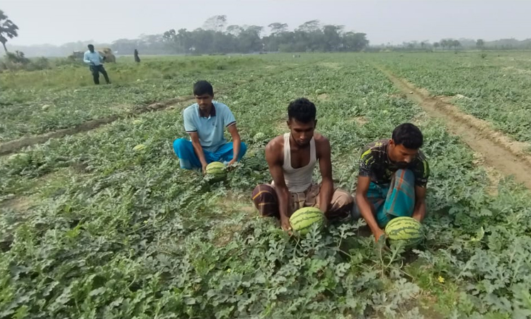 তরমুজ চাষে লাভের স্বপ্ন দেখছেন দশমিনার চাষীরা