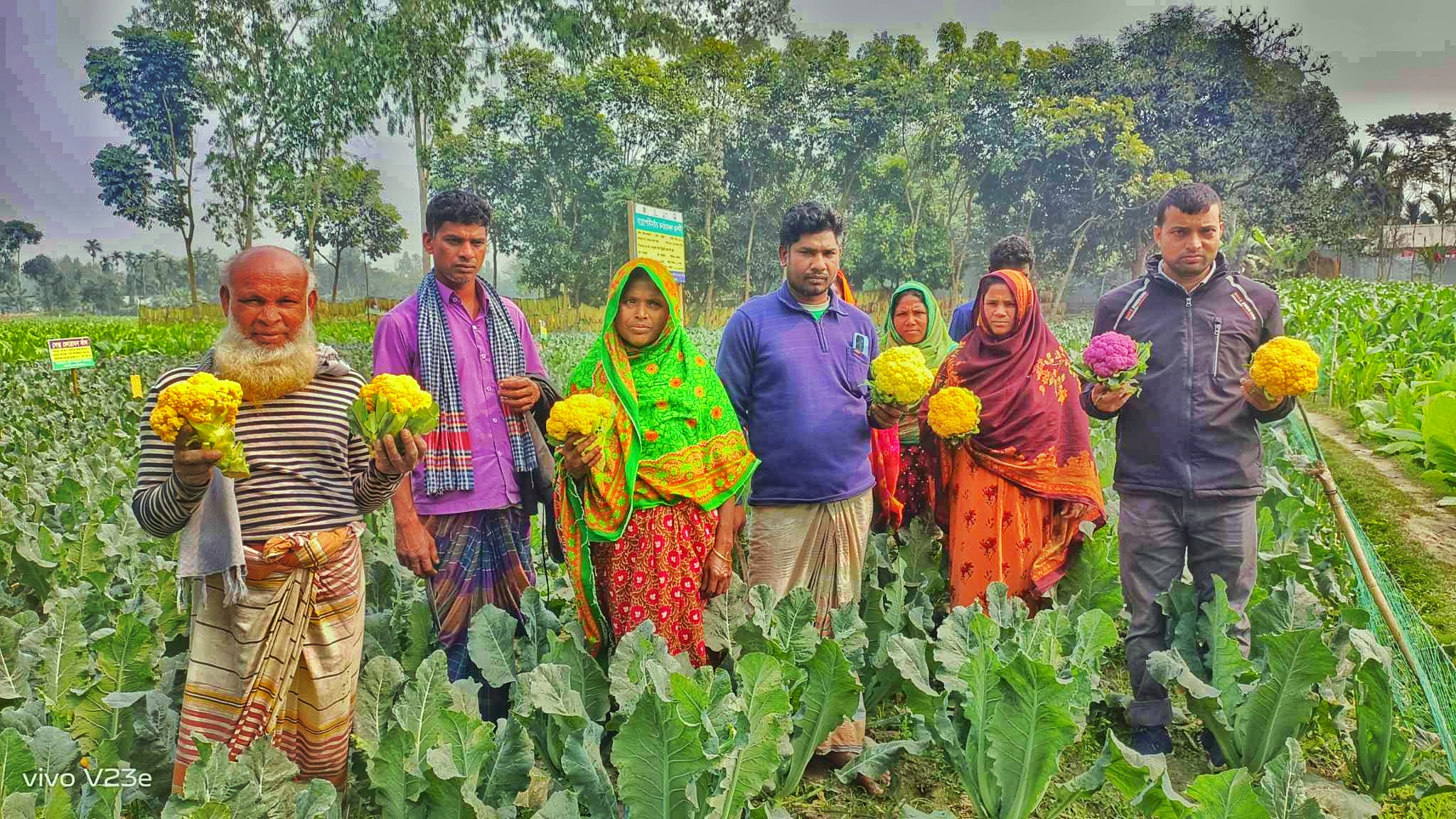 লালমনিরহাটের কালীগঞ্জে নতুন করে যুক্ত হয়েছে রঙিন ফুলকপি চাষ