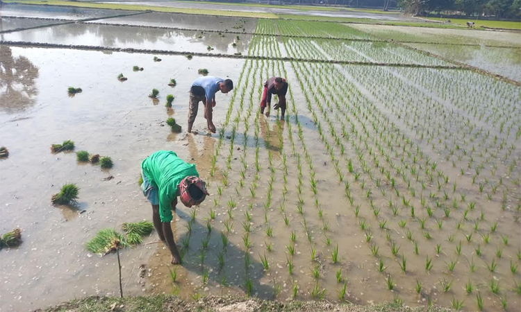 আবহাওয়া অনুকুল থাকায় লবণাক্ত মাটিতে বোরো ধানের বাম্পার ফলনের সম্ভাবনা