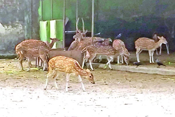 রংপুর চিড়িয়াখানায় হরিণের আধিক্য, বিক্রি নিয়ে জটিলতায় কর্তৃপক্ষ