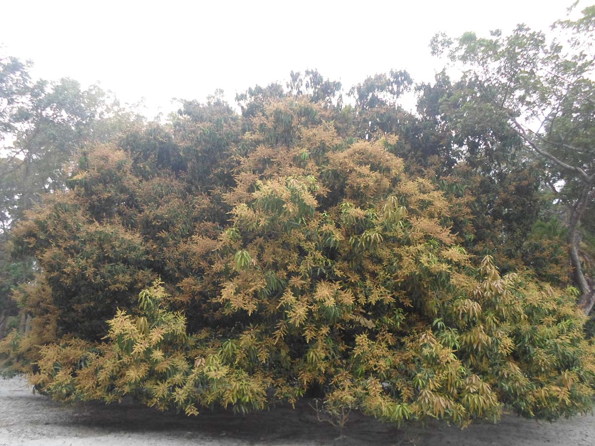 সাতক্ষীরায় গাছে গাছে শোভা পাচ্ছে আম্র মুকুল