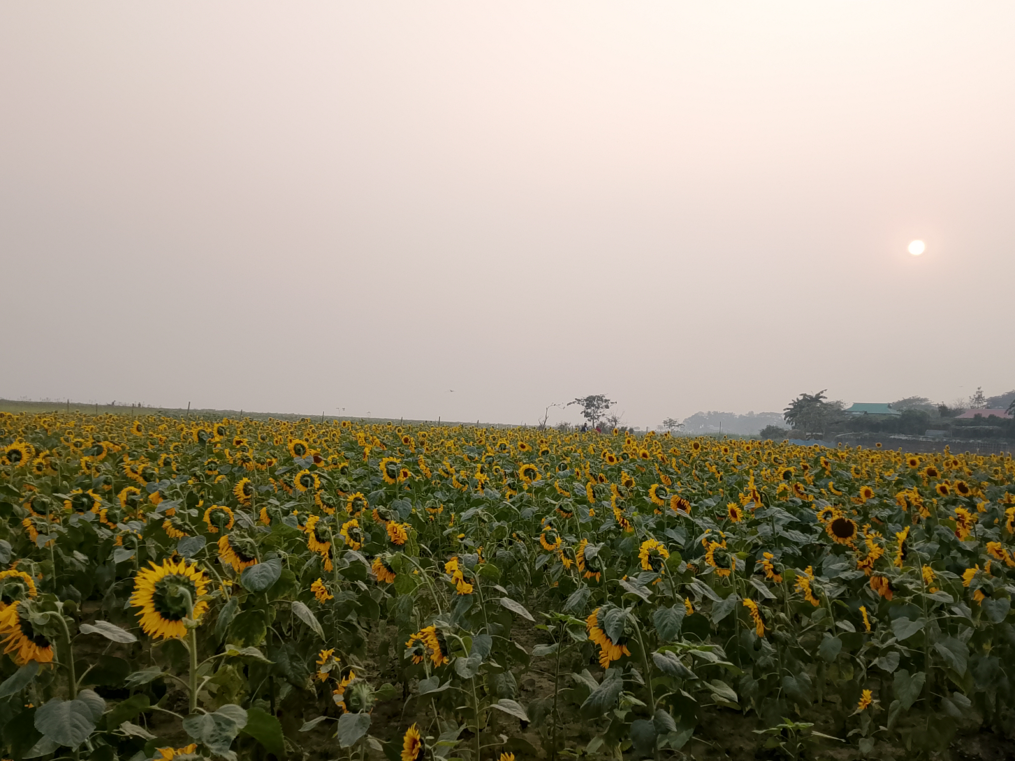 হাওরের কৃষিতে এসেছে নতুন মাত্রা সূর্যমুখী চাষ 