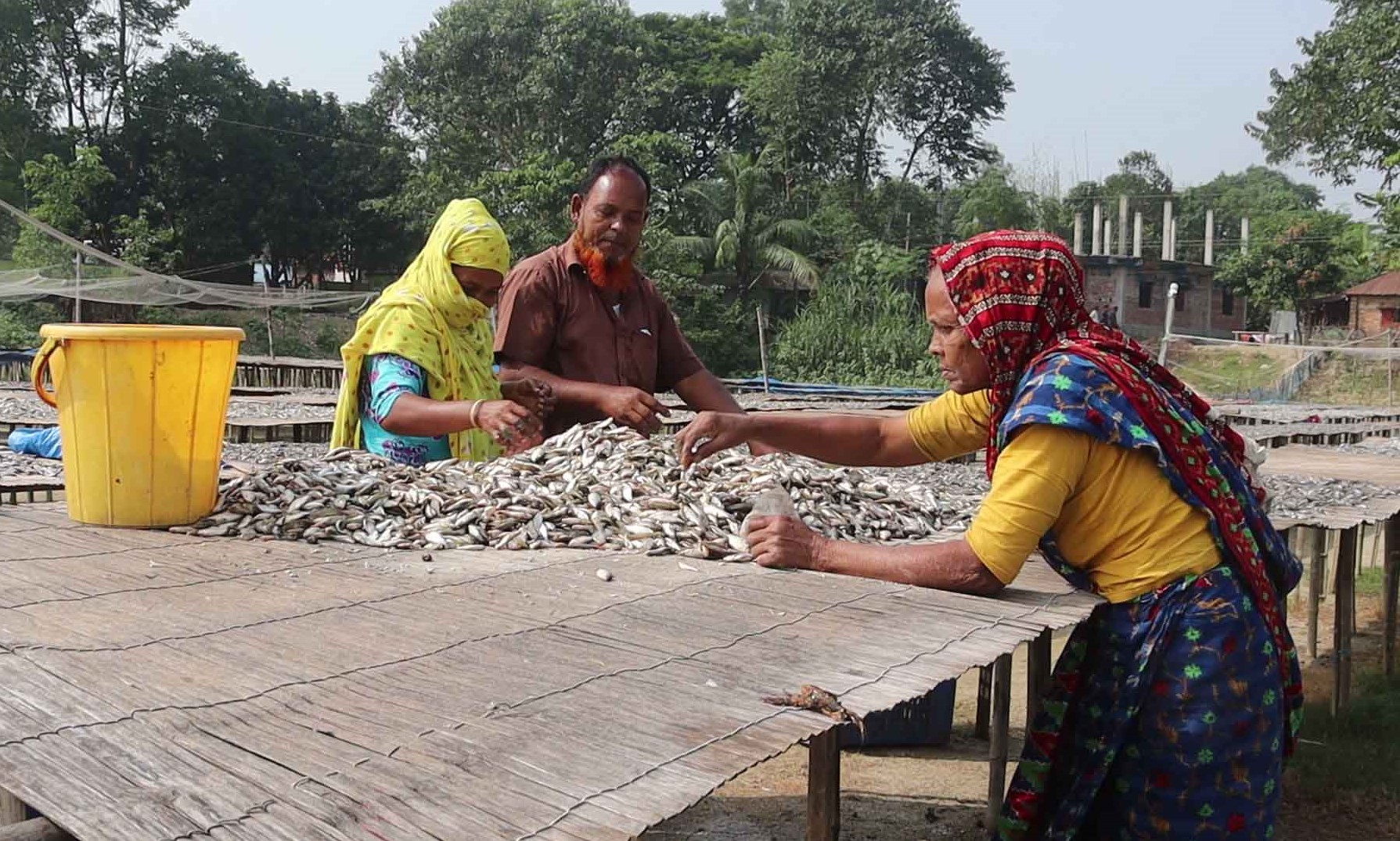 নওগাঁয় মাছ সংকটে শুটকি উৎপাদন ব্যাহত : দাম বাড়ার আশঙ্কা