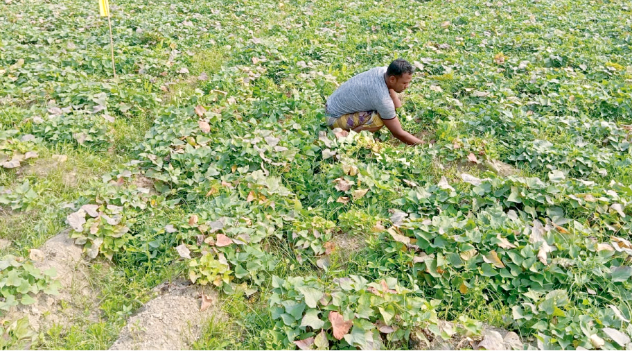 কাজিপুরে বাড়ছে ভুট্টা চাষ, মিষ্টি আলু চাষে আগ্রহ হারাচ্ছেন কৃষকরা