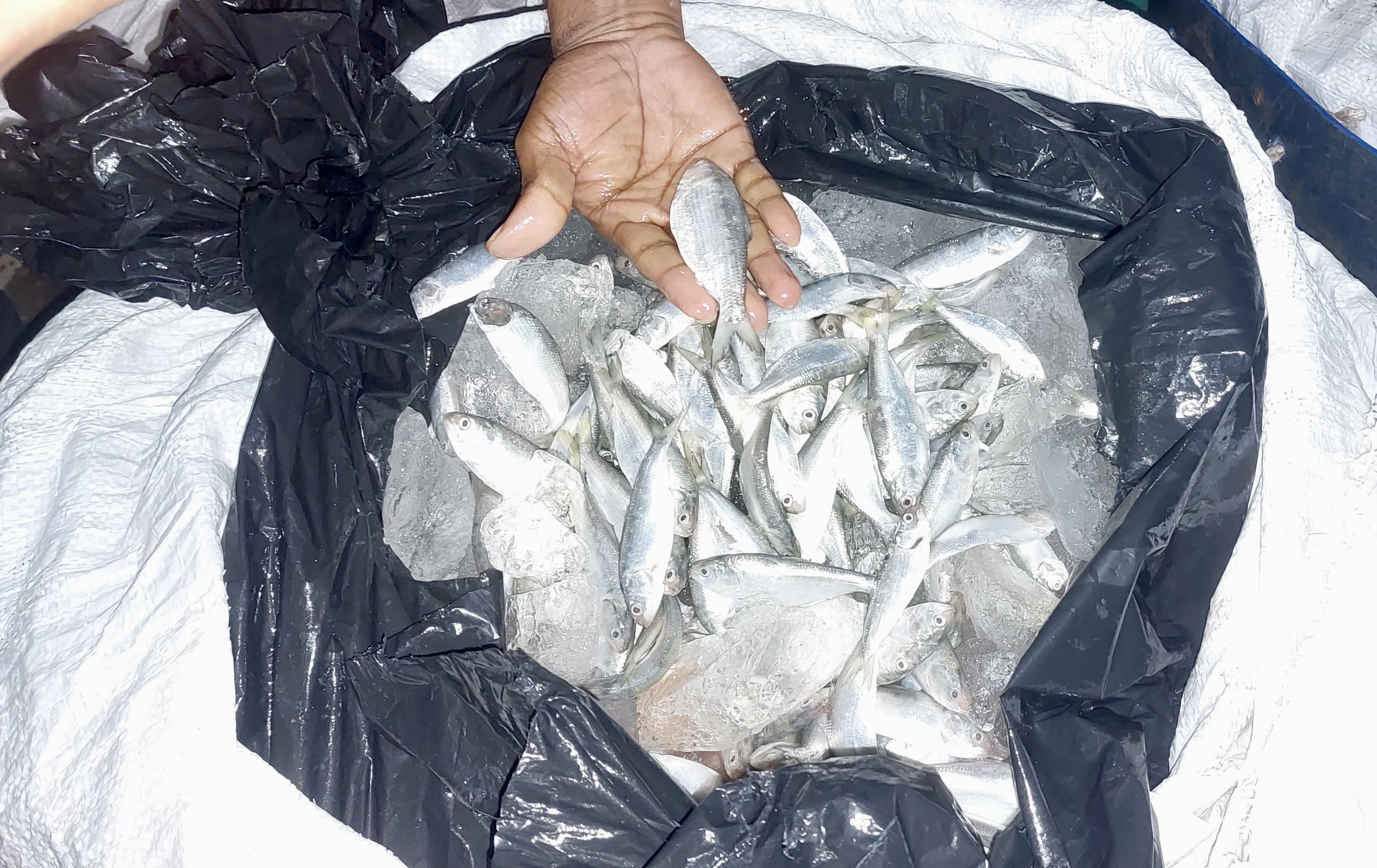 পটুয়াখালীতে ১৪ মণ জাটকা জব্দ
