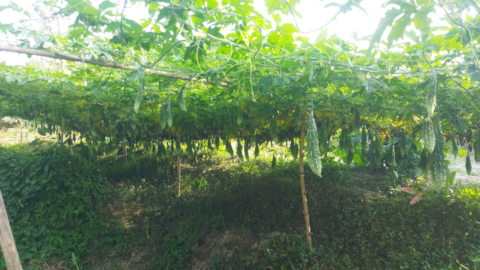 পটুয়াখালীর বাউফলের মহিউদ্দিনের করলা চাষে সাফল্য