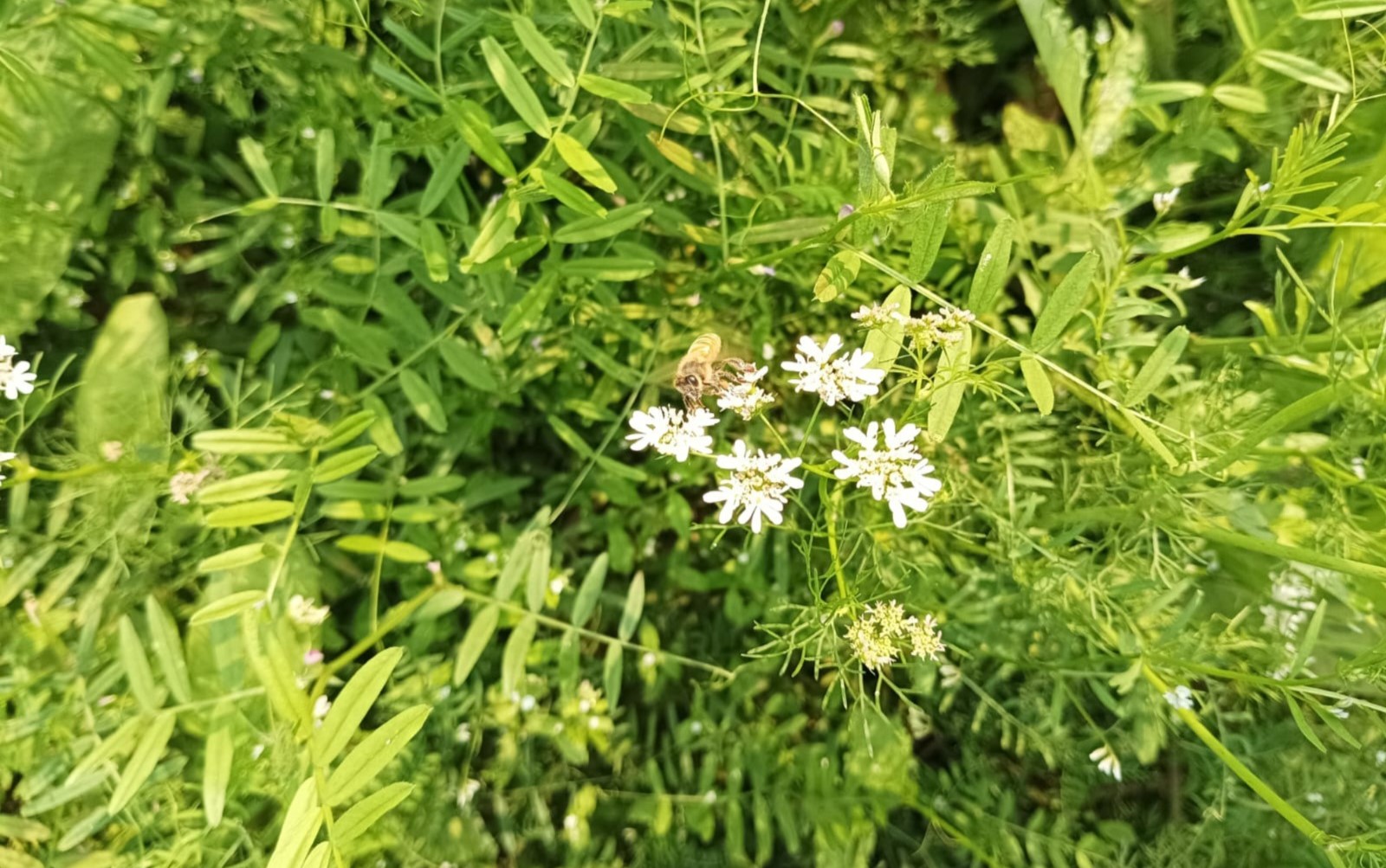 মুরাদনগরে সরিষা-ধনিয়ায় মধু উৎসব