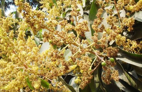 দিনাজপুরের আম বাগানে মুকুলের ছড়াছড়ি