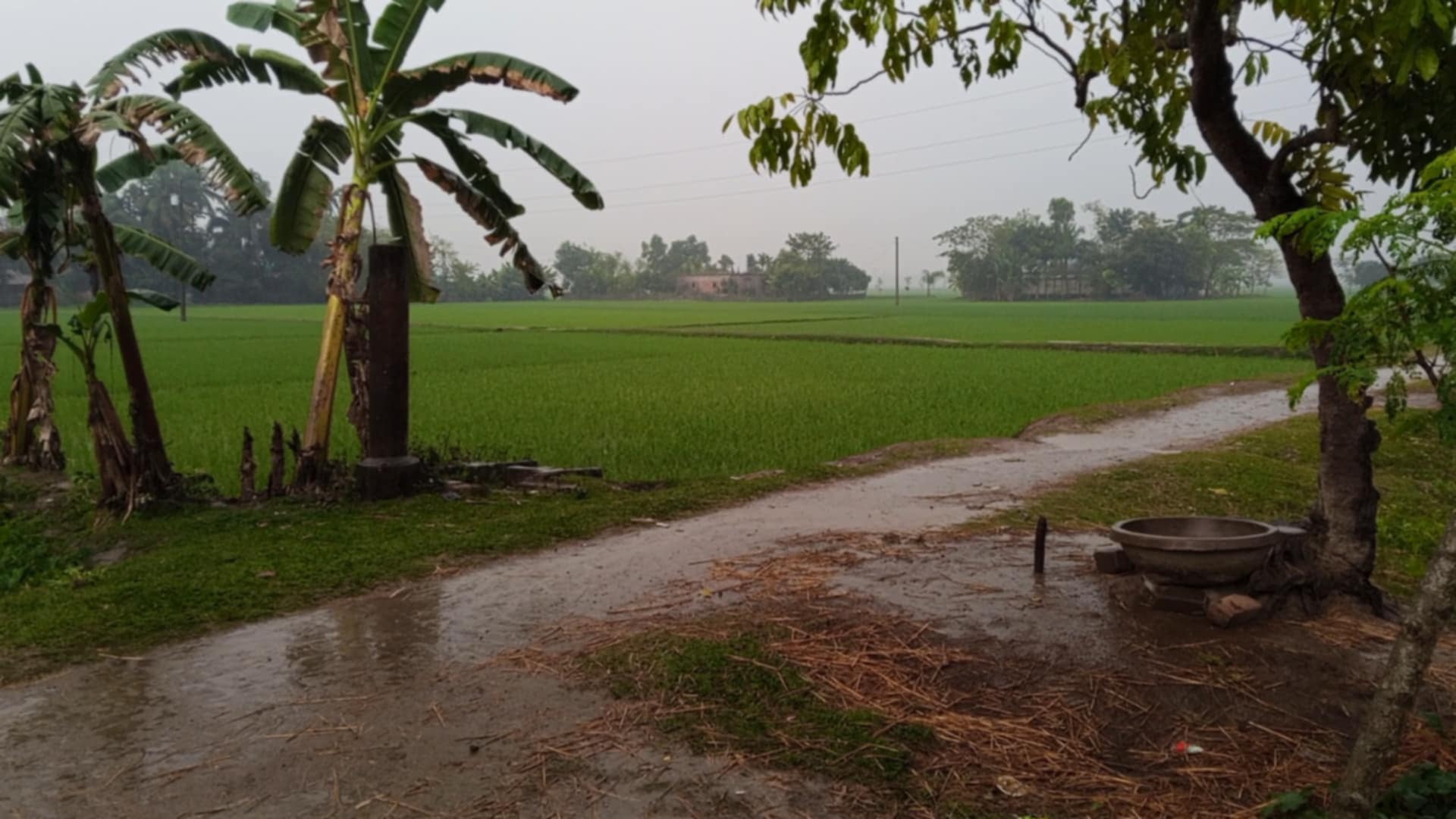 নেত্রকোনায় গুঁড়িগুঁড়ি বৃষ্টি