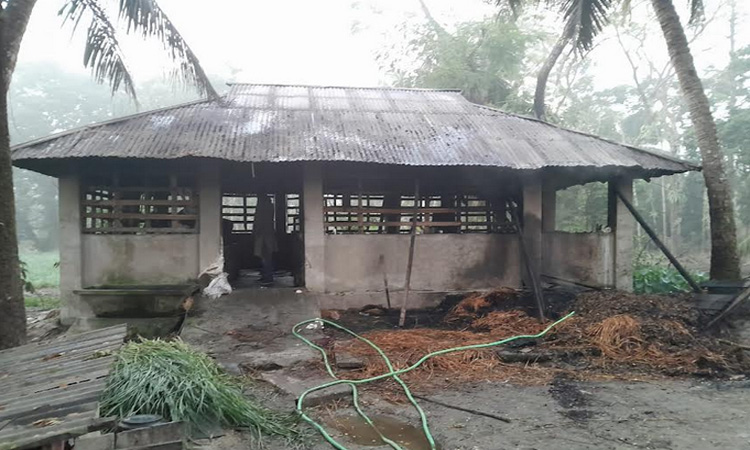 কবিরহাটে দুর্বৃত্তের আগুনে পুড়লো খামার, ৮টি গরু অগ্নিদগ্ধ
