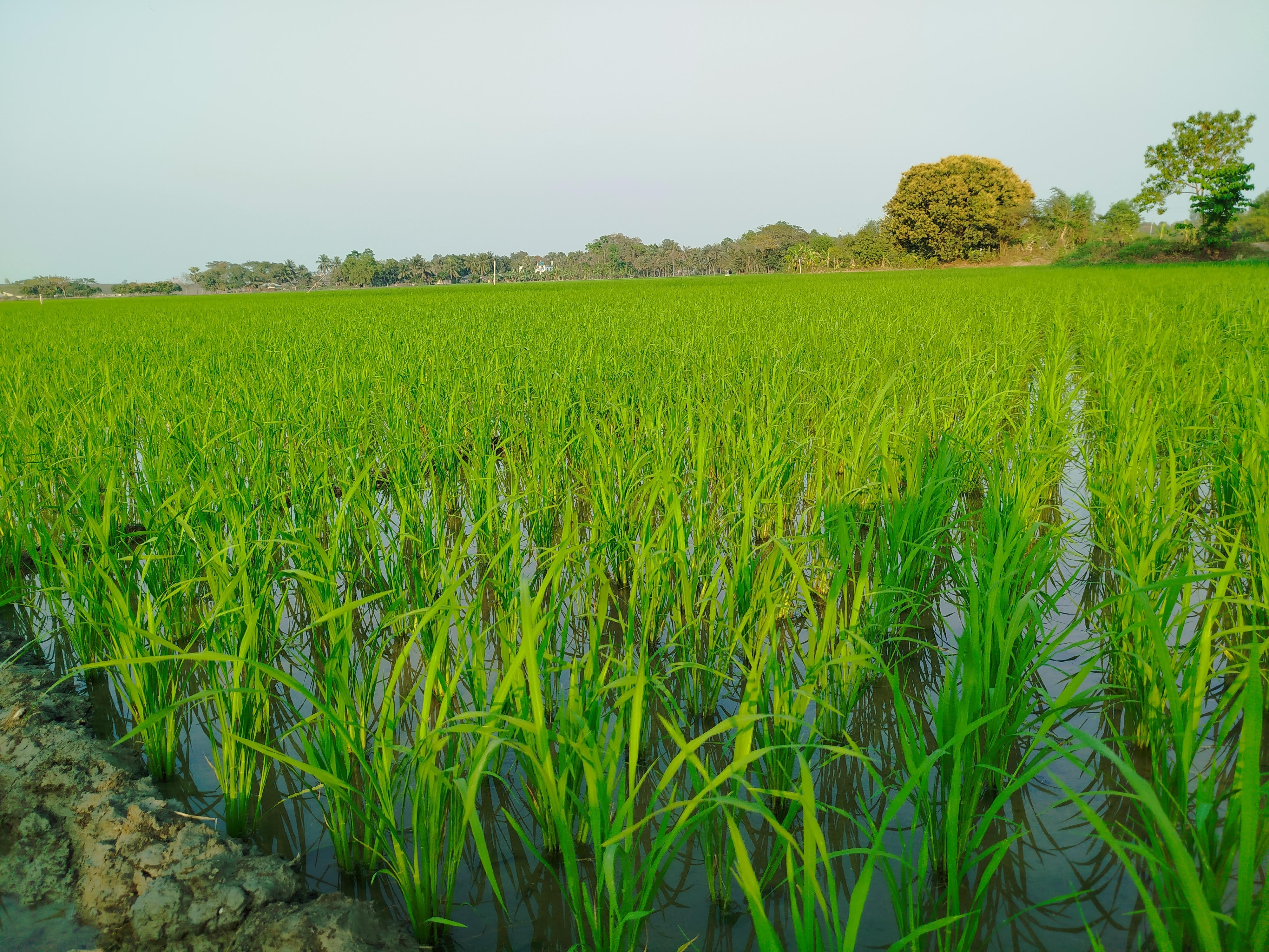 নড়াইলে ৫০ হাজার ২৮০ হেক্টর জমিতে বোরো চাষের লক্ষ্যমাত্রা নির্ধারণ