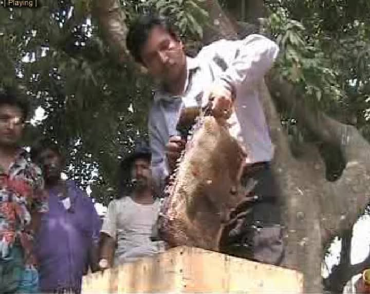 দিনাজপুরে লিচু বাগানে মৌয়ালেরা মধু সংগ্রহে ব্যস্ত 