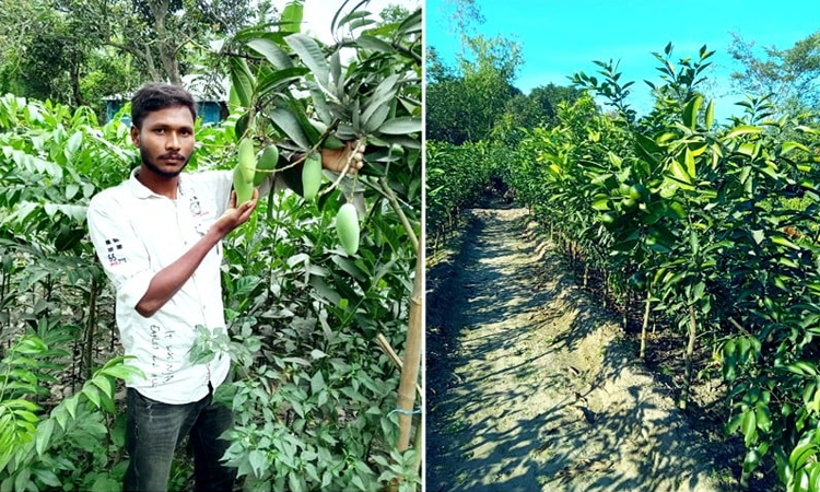রংপুর অঞ্চলের গ্রামীণ অর্থনীতিকে সতেজ রেখেছে নার্সারি ব্যবসা