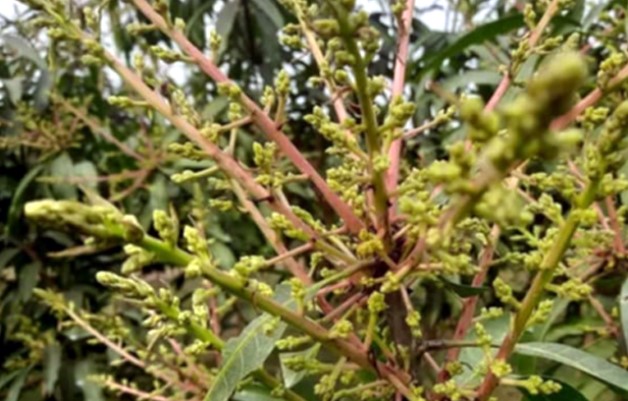 আমের মুকুলে স্বপ্ন বুনছেন রংপুরের চাষীরা