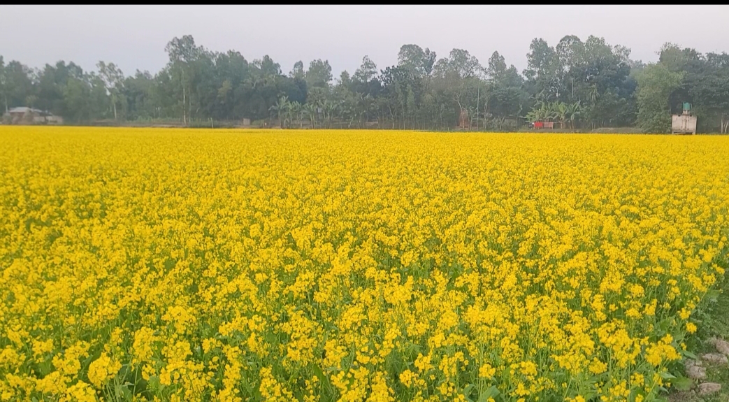 শেরপুরে সরিষার অধিক ফলন, খুশি কৃষক